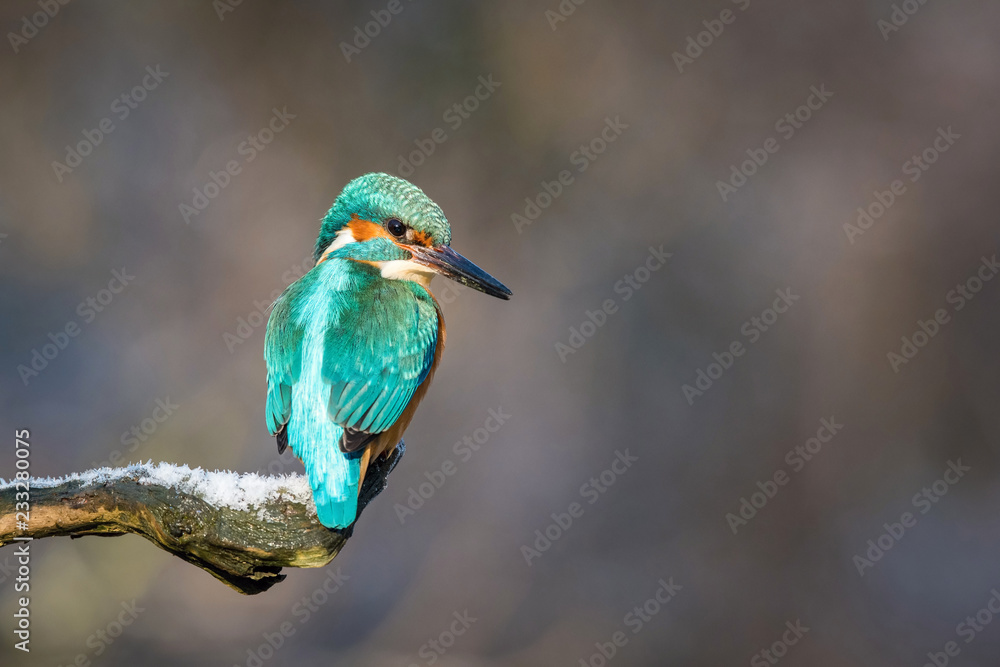 Obraz premium The Common Kingfisher, alcedo atthis is sitting on some stick and waiting for the prey, colorful backgound, just caught the fish