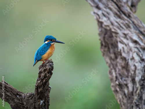The Common Kingfisher, alcedo atthis is sitting on some stick and waiting for the prey, colorful backgound..