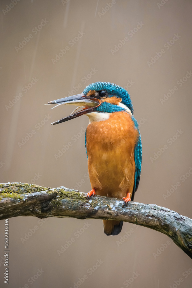 The Common Kingfisher, alcedo atthis is sitting on some stick and has got the fish in his beak, it is snowing, dark backgound The Common Kingfisher, alcedo atthis is sitting on some stick and has got the fish in his beak, it is snowing, dark backgound