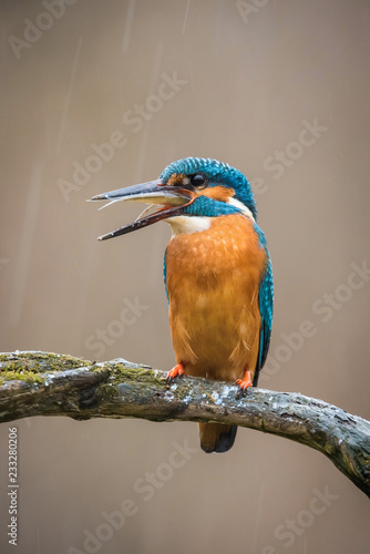 The Common Kingfisher, alcedo atthis is sitting on some stick and has got the fish in his beak, it is snowing, dark backgound