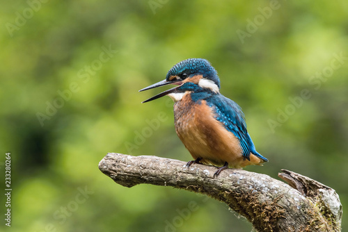 The Common Kingfisher, alcedo atthis is sitting on some stick and waiting for the prey, colorful backgound © Petr Šimon