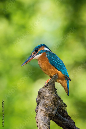 The Common Kingfisher, alcedo atthis is sitting on some stick and waiting for the prey, colorful backgound
