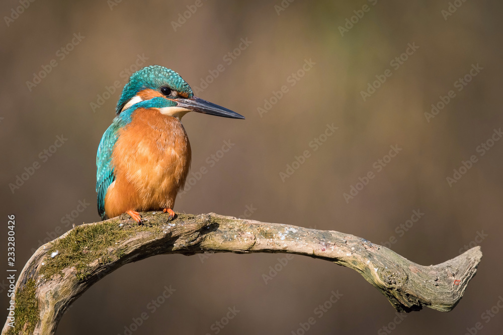 custom made wallpaper toronto digitalThe Common Kingfisher, alcedo atthis is sitting on some stick and waiting for the prey, colorful backgound