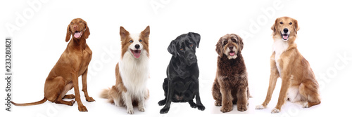 Photography Group of dogs
