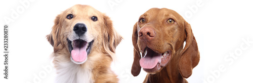 Wallpaper Mural Group of dogs Torontodigital.ca