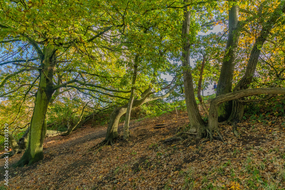 Green trees