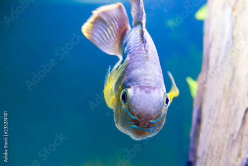 Green terror fish in aquarium (Andinoacara rivulatus)