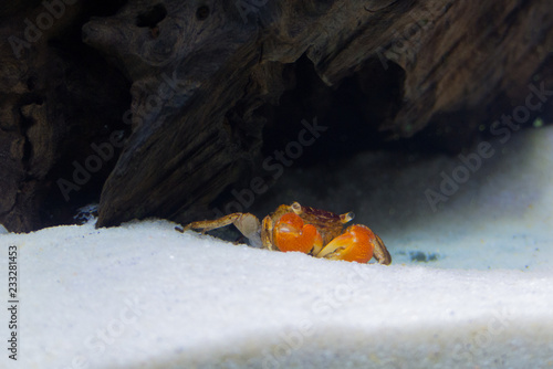 Red Clawed Crab (Sesarma bidens)  photo