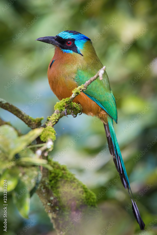 Obraz premium The Trinidad Motmot, Momotus bahamensis is sitting and posing on the branch, amazing picturesque green background, in the morning during sunrise, waiting for its prey, in Trinidad