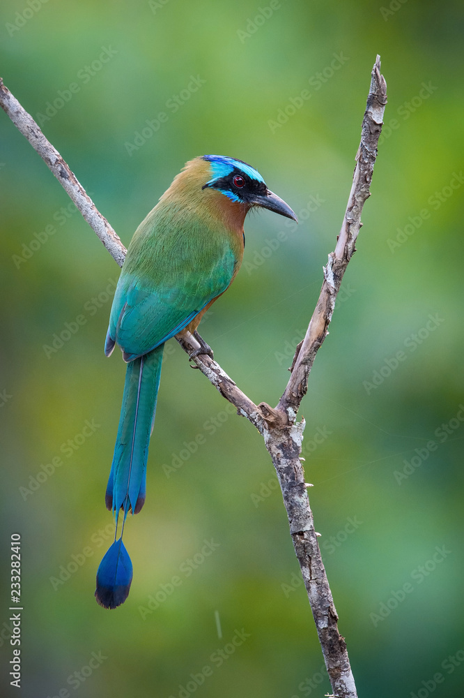 The Trinidad Motmot, Momotus bahamensis is sitting and posing on the branch, amazing picturesque green background, in the morning during sunrise, waiting for its prey, in Trinidad