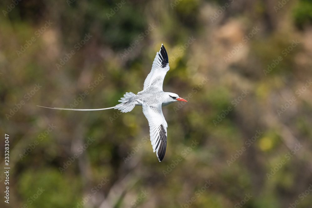 The Red-billed Tropicbird, Phaethon aethereus, is flying over the bay, Tobago.. The Red-billed Tropicbird, Phaethon aethereus, is flying over the bay, Tobago..