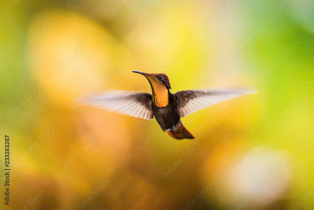 Fototapeta premium The Ruby-topaz Hummingbird, Chrysolampis mosquitus is flying in nice green background, Trinidad and Tobago