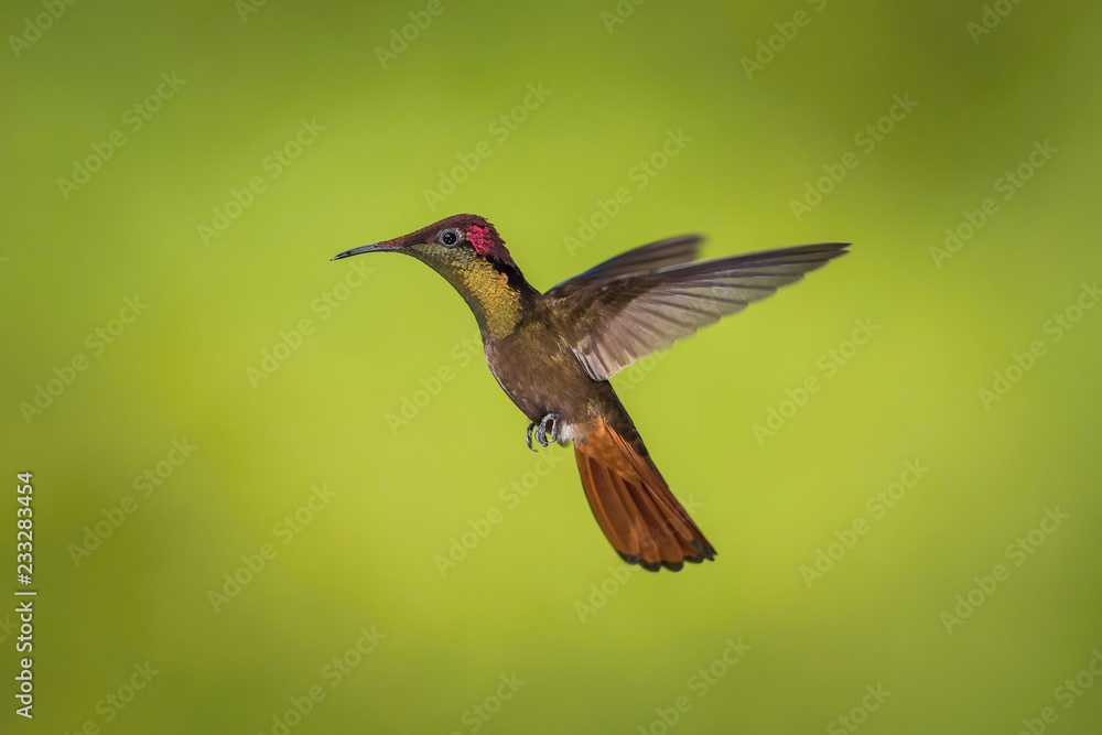 Fototapeta premium The Ruby-topaz Hummingbird, Chrysolampis mosquitus is flying in nice green background, Trinidad and Tobago