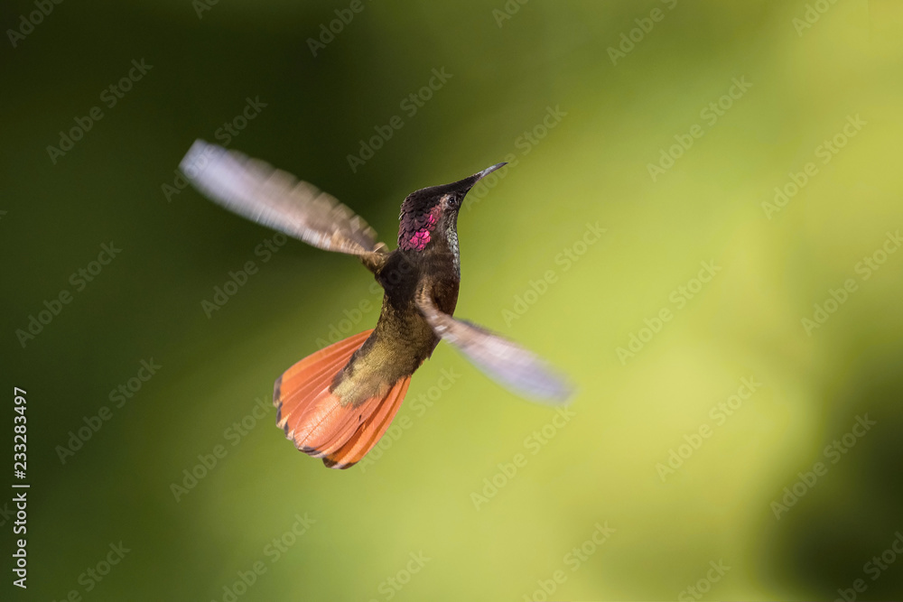 Obraz premium The Ruby-topaz Hummingbird, Chrysolampis mosquitus is flying in nice green background, Trinidad and Tobago