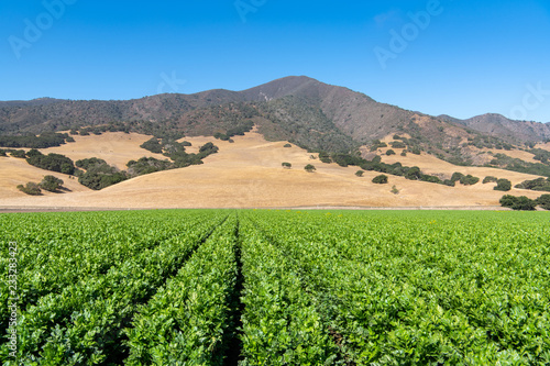 Row crop in a green field moving to perspective toward mountains in the distance near Salinas, California photo