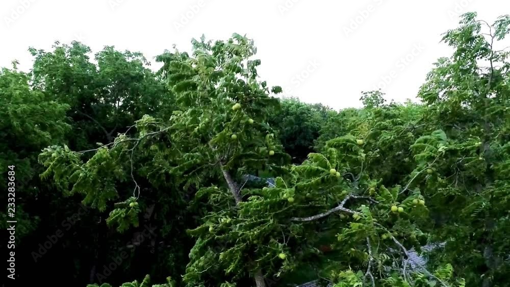 Trees leaves blowing in the wind slow-mo Trees leaves blowing in the wind slow-mo