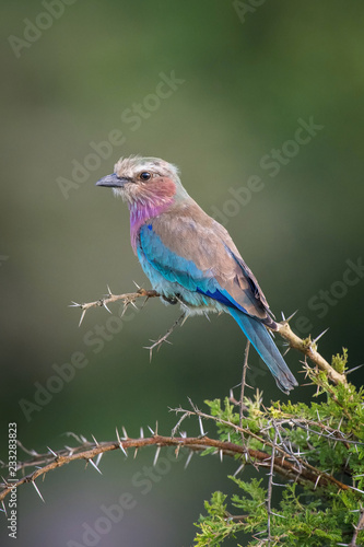 The Lilac-breasted Roller, Coracias caudatus is sitting on the branch, green background, Africa, Uganda © Petr Šimon