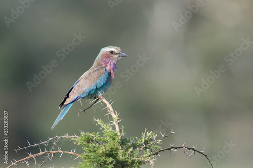 The Lilac-breasted Roller, Coracias caudatus is sitting on the branch, green background, Africa, Uganda
