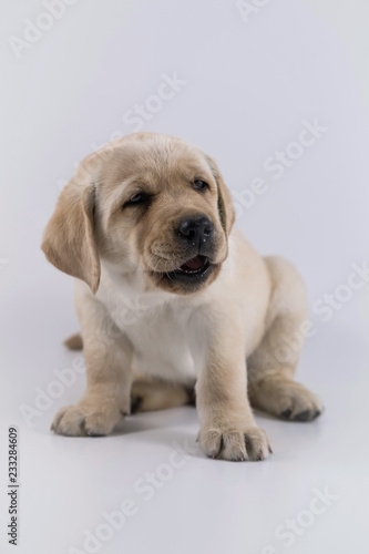 he Labrador Retriever puppy looks so cute, sitting in the photo studio, white or golden version, white backgroung