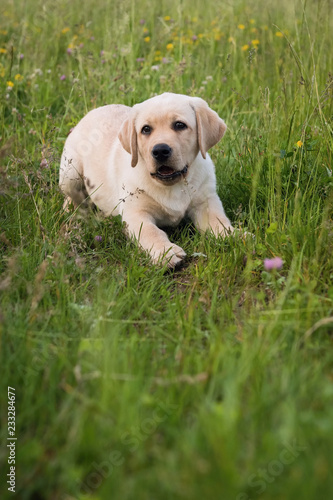The Labrador Retriever puppy looks so cute, runnig in the green grass, white or golden version