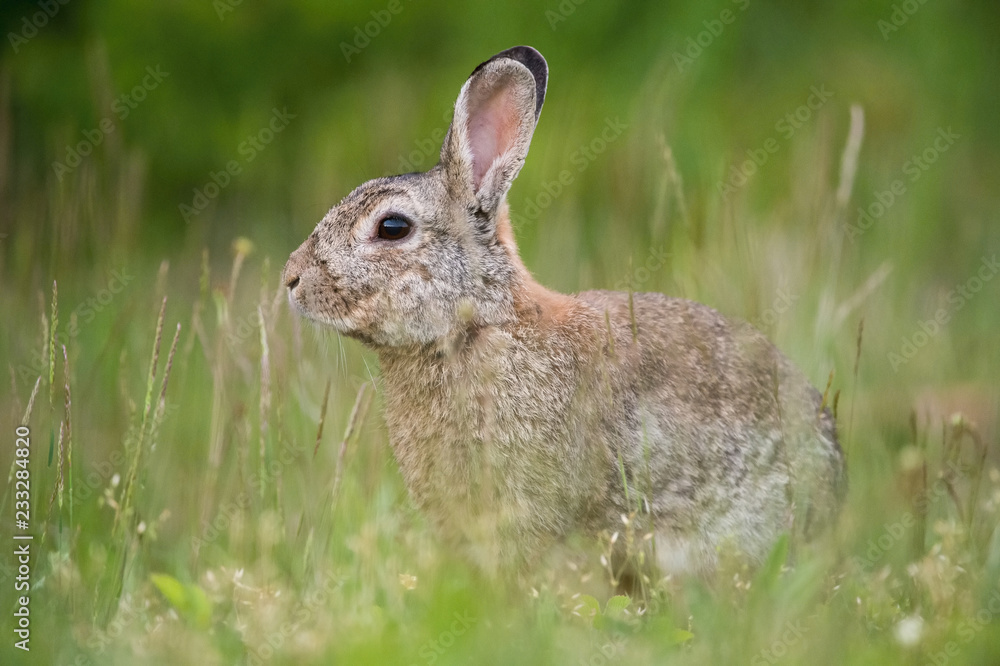 European Rabbit, Oryctolagus cuniculus is sitting in the grass during the sunset, nice meadow background, Czechia.. European Rabbit, Oryctolagus cuniculus is sitting in the grass during the sunset, nice meadow background, Czechia..