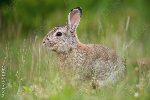 European Rabbit, Oryctolagus cuniculus is sitting in the grass during the sunset, nice meadow background, Czechia.. © Petr Šimon