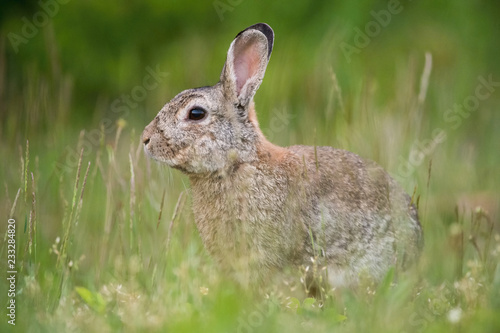 European Rabbit, Oryctolagus cuniculus is sitting in the grass during the sunset, nice meadow background, Czechia..