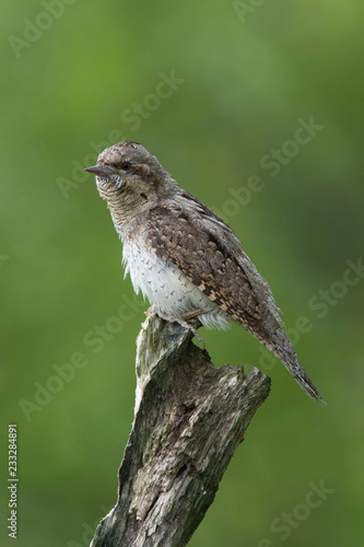 Eurasian Wryneck, Jynx torquilla is perched on the top of the stick in the nice green background, it is near his nest during their nesting season, golden light picture, Czech Republic