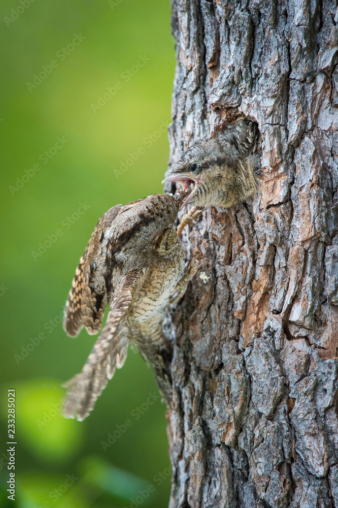 Eurasian Wryneck, Jynx torquilla is feeding its chicks in the nice green background, it is at its nest during their nesting season, golden light picture, Czech Republic Eurasian Wryneck, Jynx torquilla is feeding its chicks in the nice green background, it is at its nest during their nesting season, golden light picture, Czech Republic
