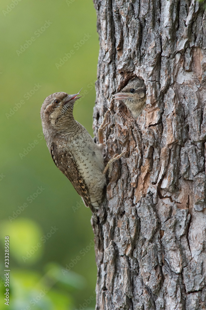 Fototapeta premium Eurasian Wryneck, Jynx torquilla is feeding its chicks in the nice green background, it is at its nest during their nesting season, golden light picture, Czech Republic