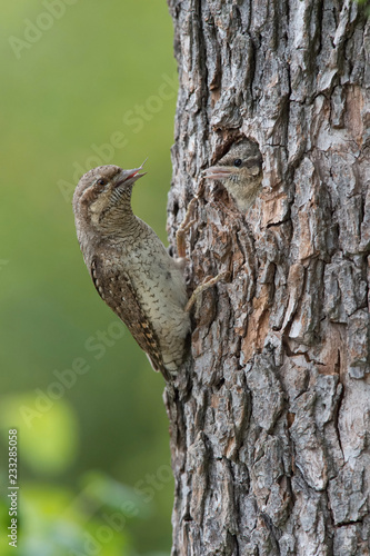 Eurasian Wryneck, Jynx torquilla is feeding its chicks in the nice green background, it is at its nest during their nesting season, golden light picture, Czech Republic