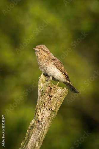 Wallpaper Mural Eurasian Wryneck, Jynx torquilla is perched on the top of the stick in the nice green background, it is near his nest during their nesting season, golden light picture, Czech Republic Torontodigital.ca