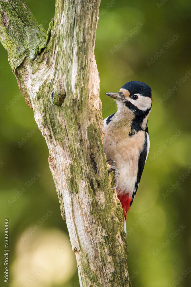 Obraz premium The Great Spotted Woodpecker, Dendrocopos major is sitting on the branch of tree, somewhere in the forest, colorful background and nice soft light ..