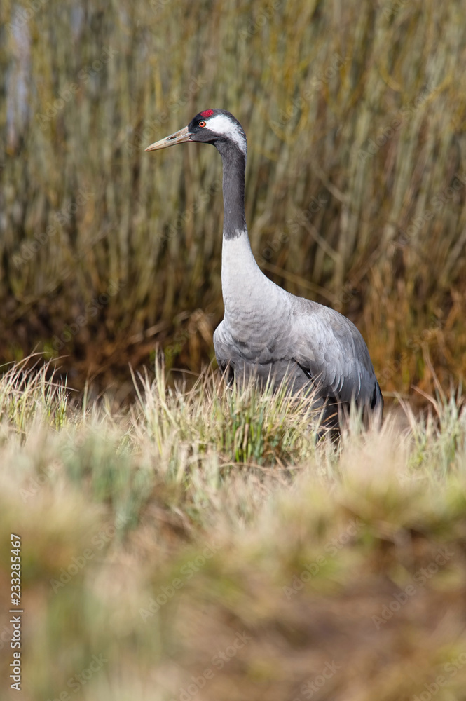 The Common Crane, Grus grus is standing in the typical environment near the Lake Hornborga, Sweden..