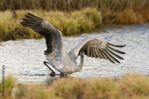 The Common Crane, Grus grus is standing in the typical environment near the Lake Hornborga, Sweden.. photo