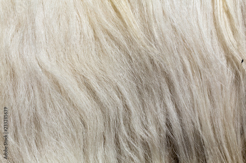 cachemire Goats cashmere. kashmir goat wool genuine, combed and not. Animal hair worsted wool with brush and comb