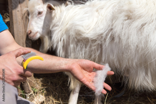 Obraz na płótnie cachemire Goats cashmere