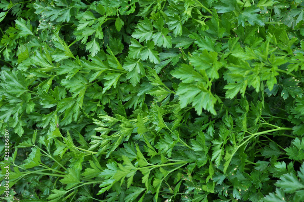 Leaf parsley grows in open ground Leaf parsley grows in open ground