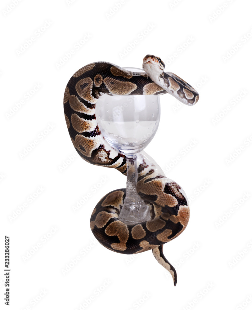 Obraz premium The ball python (Python regius), royal python. Snake lies in the shape of a heart. Isolated on white background