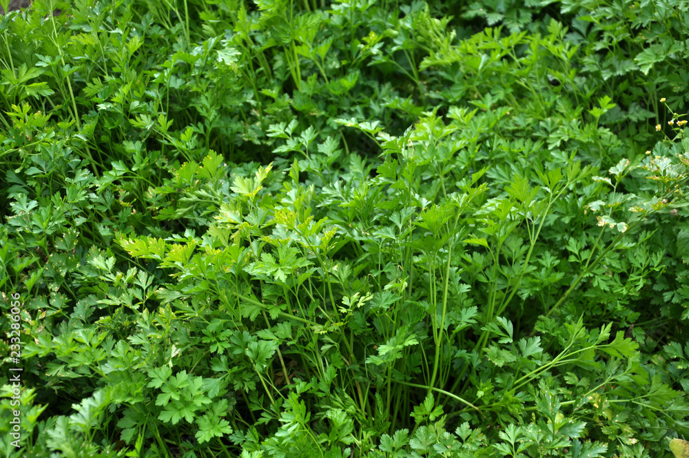 Leaf parsley grows in open ground Leaf parsley grows in open ground