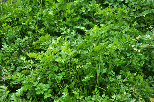 Leaf parsley grows in open ground