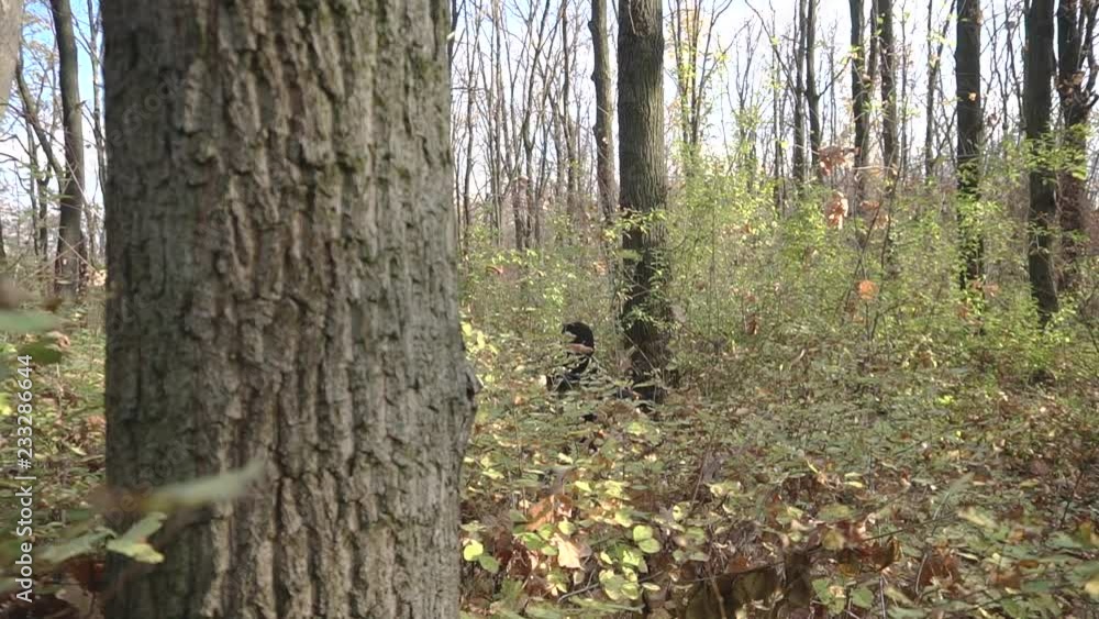 Soldier in green uniform and black mask with assault rifle walking in the autumn forest Soldier in green uniform and black mask with assault rifle walking in the autumn forest