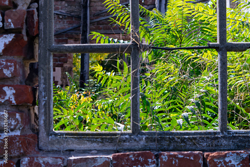 A view through the windows of the abandoned house after the fire. Inside, the shrubs have begun to grow, over time