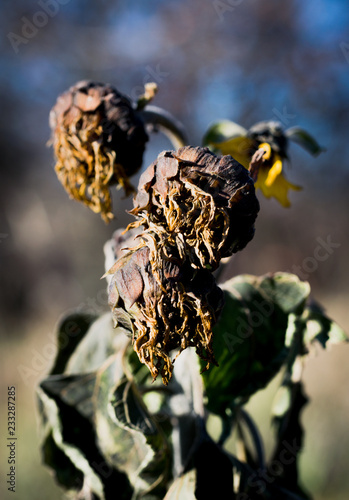 Fototapeta Naklejka Na Ścianę i Meble -  Wilted sunflower flowers. Autumn harvest in the fields