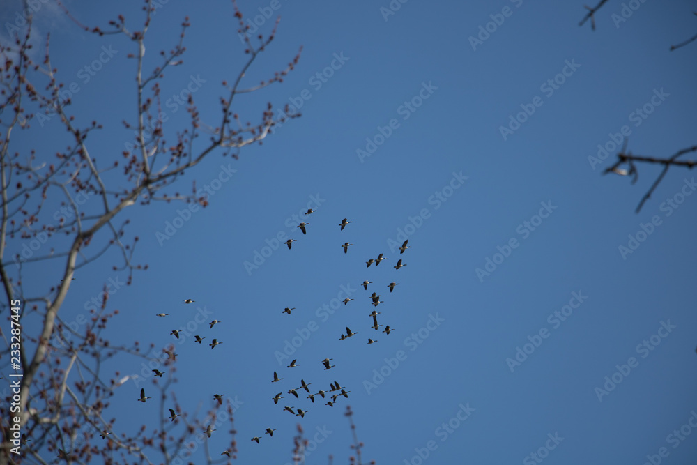 Geese in the sky. Birds in the sky. Geese in the sky. Birds in the sky.