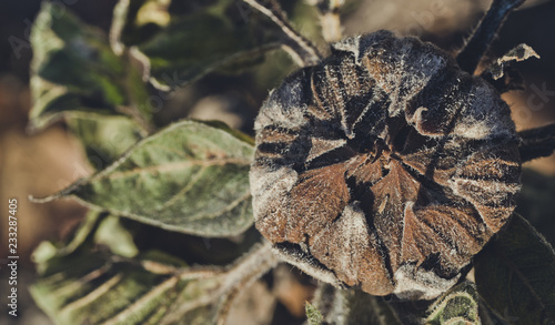 Fototapeta Naklejka Na Ścianę i Meble -  Wilted sunflower flowers. Autumn harvest in the fields