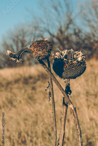 Fototapeta Naklejka Na Ścianę i Meble -  Wilted sunflower flowers. Autumn harvest in the fields