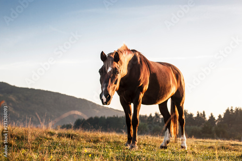 horse in a field © fotodiya83