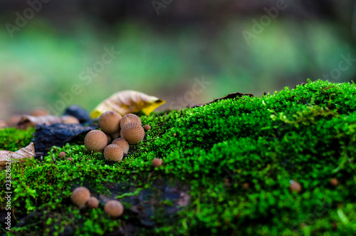 inedible mushrooms in the forest