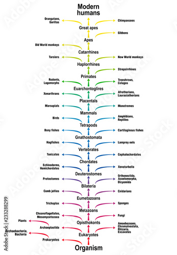 Tree of life of all living beings. Phylogenetic tree of biological science with trunk (orders/suborders) and branches (related life forms). Classification from simple organism to modern humans.